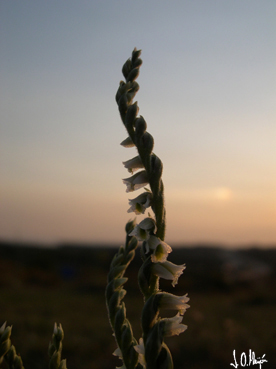 Spiranthes spiralis.jpg